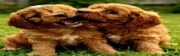 Cavapoo dogs for sale: Adorable F1 Cavapoo Puppies Available Now!!!!! - Advert 6