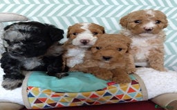 Cockapoo dogs for sale: * 1 Left* Beautiful Unique Cockapoo Puppies - Advert 12