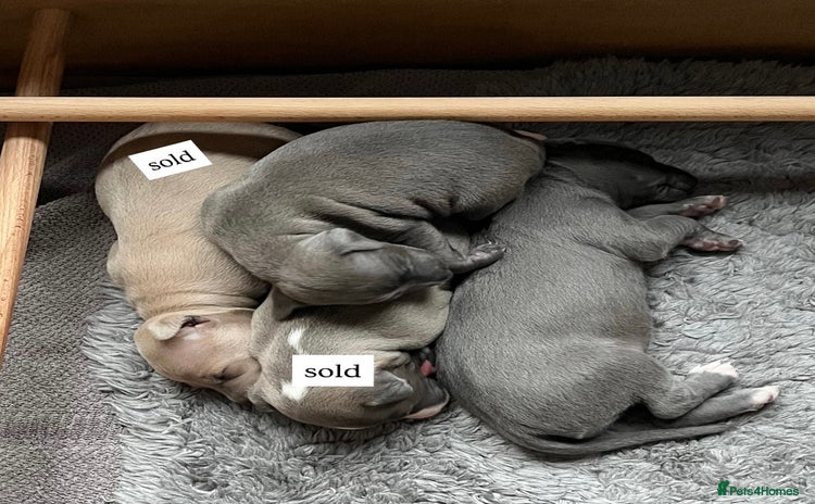 Italian Greyhound dogs - Advert 2
