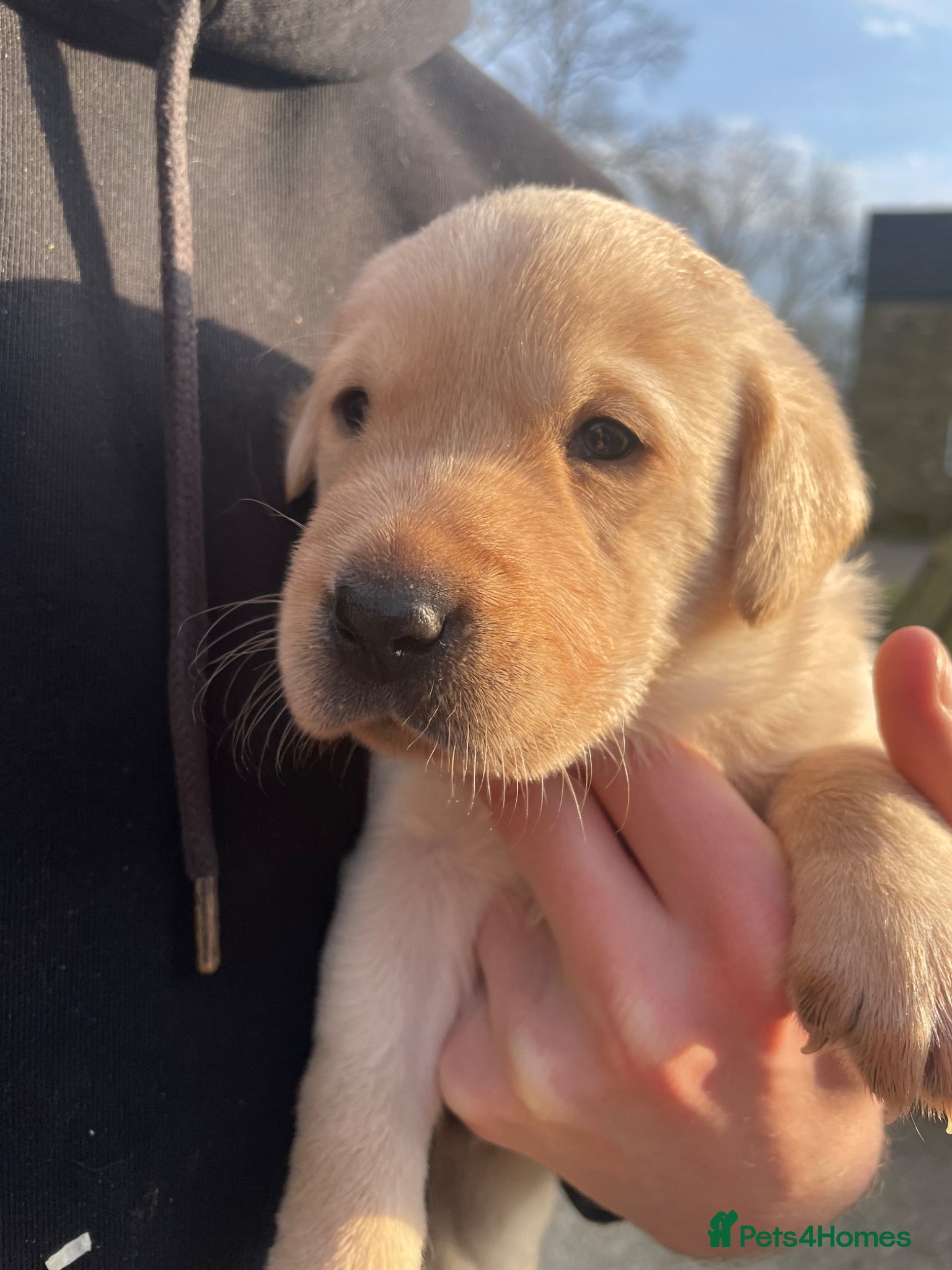 Labrador Retriever dogs OFTW Sire & FTW Dam KC reg FTCH Lines  Labradors  - Advert 2