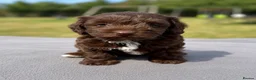 Jackapoo dogs for sale: Jackapoo puppies 🐾 - Advert 4
