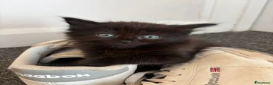Domestic longhair 