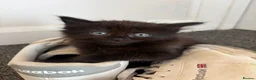 Domestic Shorthair cats for sale: Beautiful long hair kittens - Advert 3