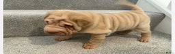 Shar Pei dogs for sale: MALE BABY SHAR PEI - Advert 3