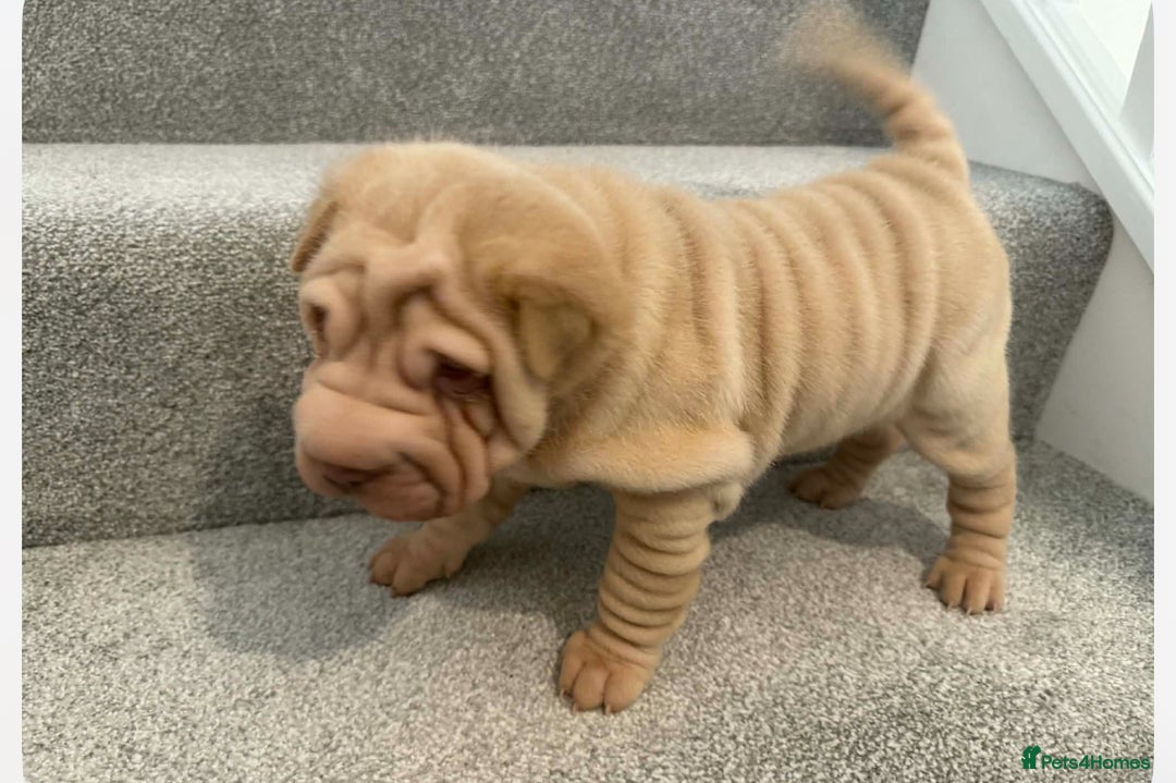 Shar Pei dogs for sale: MALE BABY SHAR PEI - Advert 3