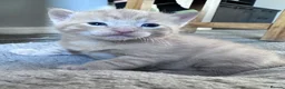 Domestic Shorthair cats for sale: Beautiful kittens - Advert 38