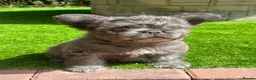 French Bulldog dogs for sale: Super Floodles AVAILABLE NOW - Advert 9