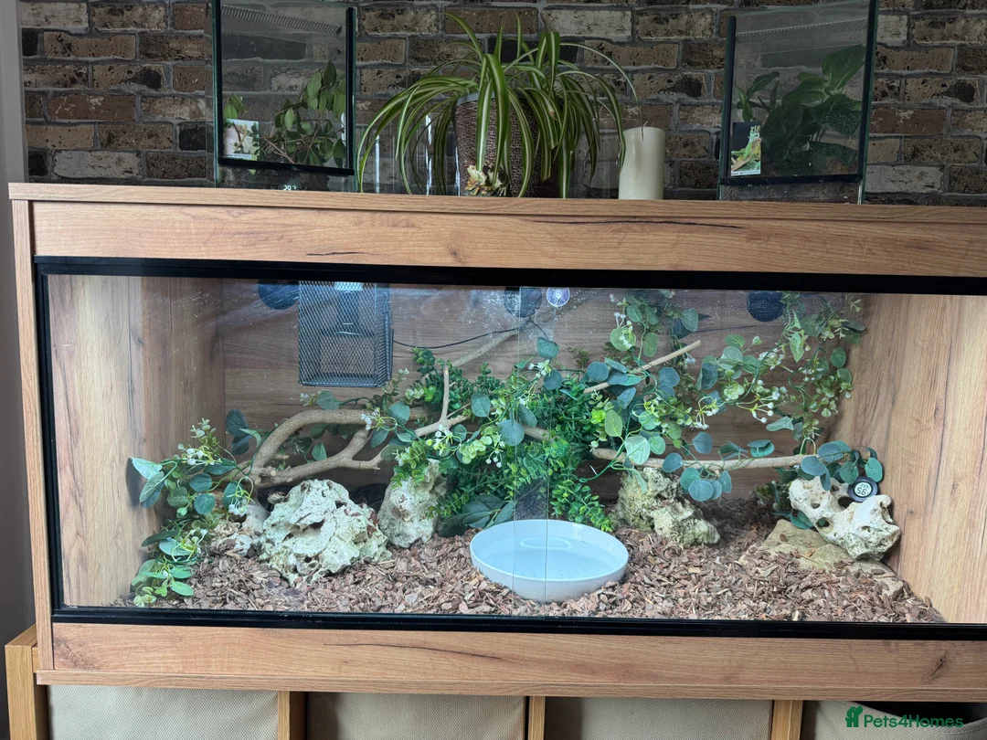 Snake reptiles for sale: Complete set up with snake  - Advert 1