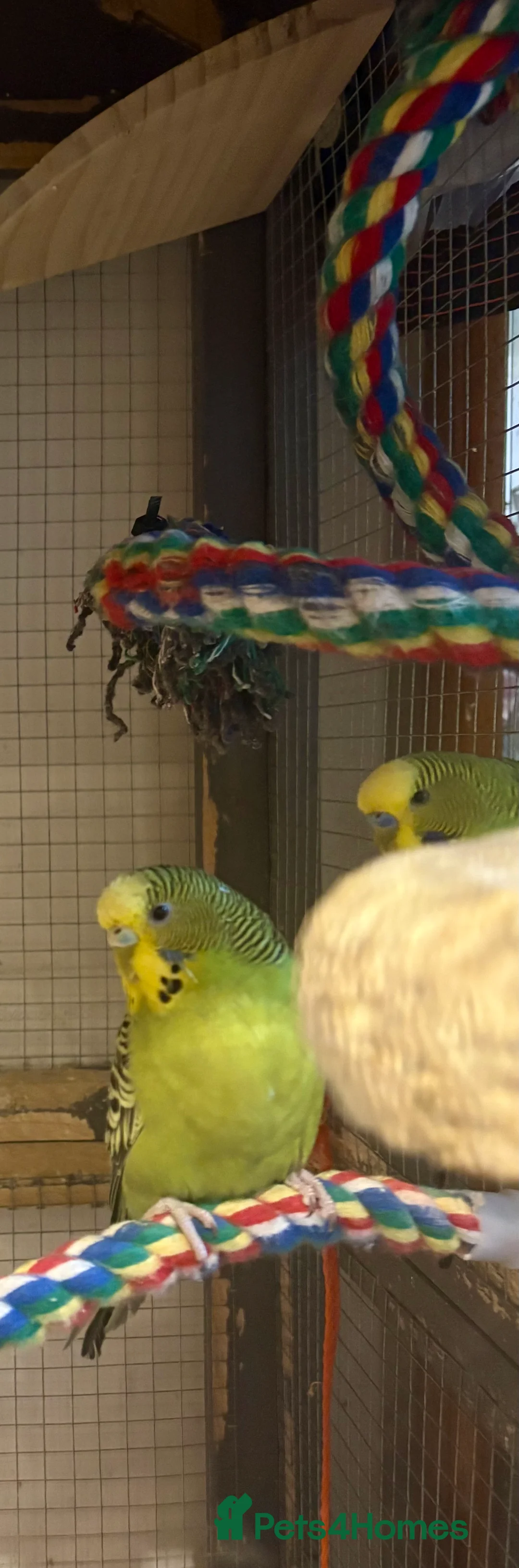 Budgerigars birds for sale: Young Budgies for sale - Advert 27