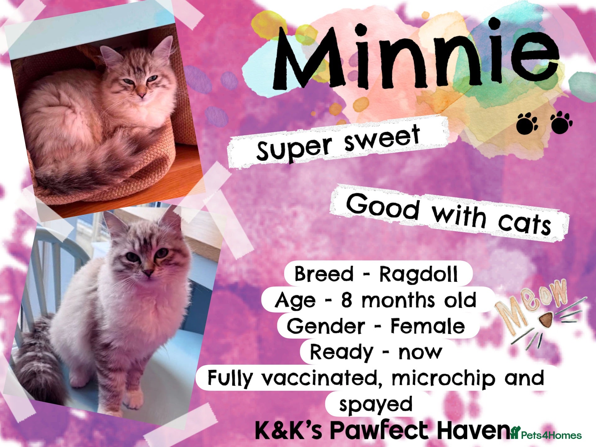 Domestic Shorthair cats Kittens & cats for adoption  - Advert 2