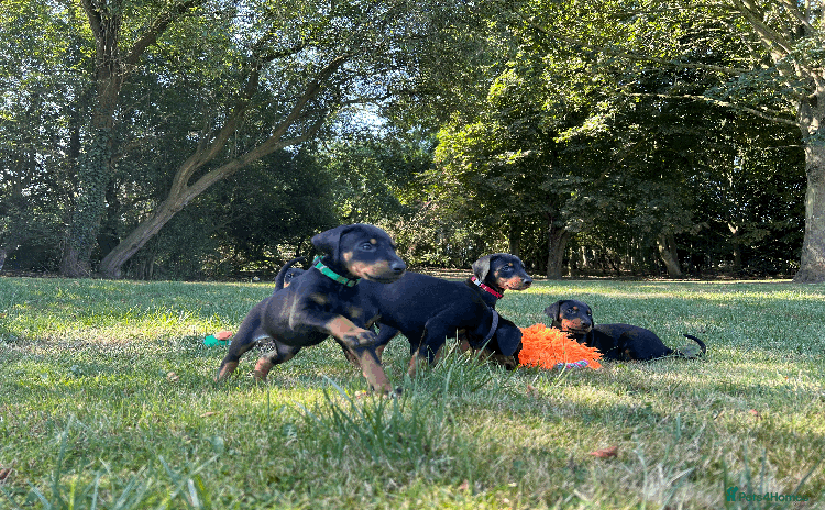 Dobermann dogs - Advert 1