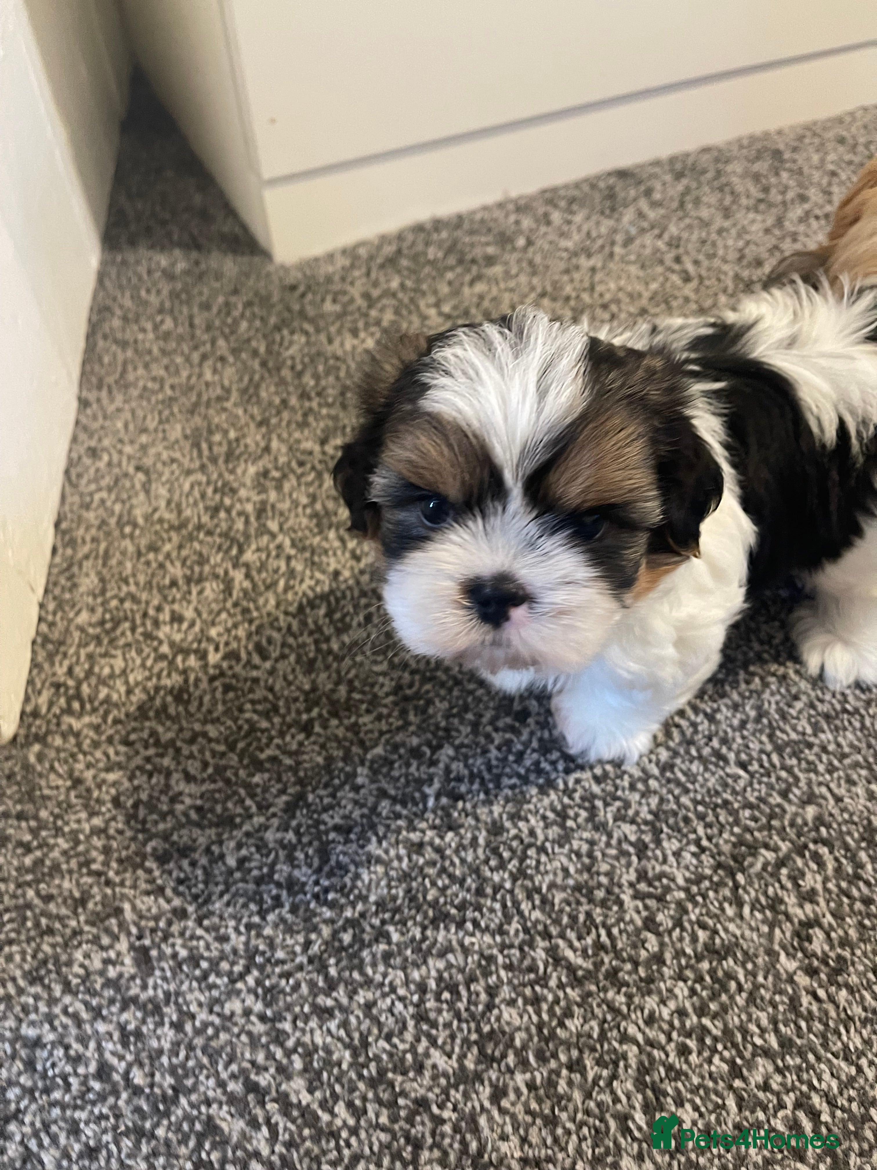 Shih Tzu dogs Beautiful Boy ready to go home!  - Advert 6