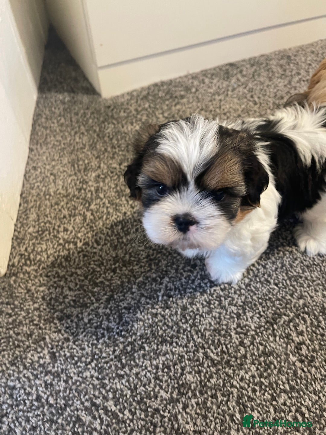 Shih Tzu dogs for sale: Beautiful Boy ready to go home!  - Advert 1