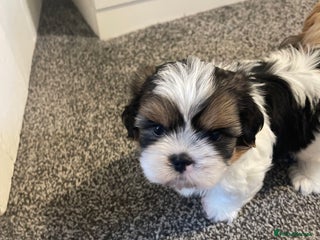 Shih Tzu dogs Beautiful Boy ready to go home! - Advert 3