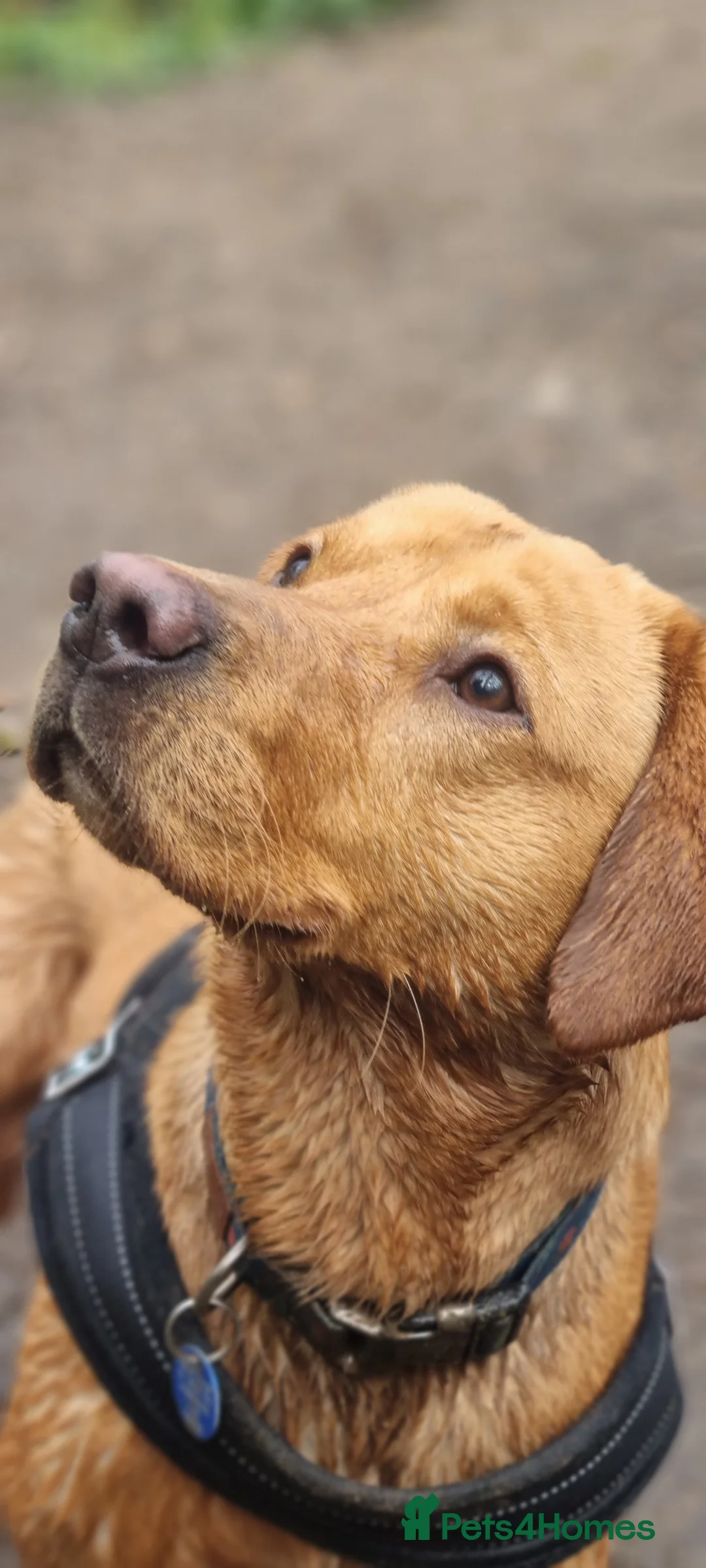 Labrador Retriever dogs for stud: Fox Red Labrador Stud - Advert 2