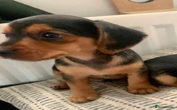 Mixed Breed dogs for sale: Miniature Dacshund/Miniature Yorkie ❤️❤️❤️ - Image 2