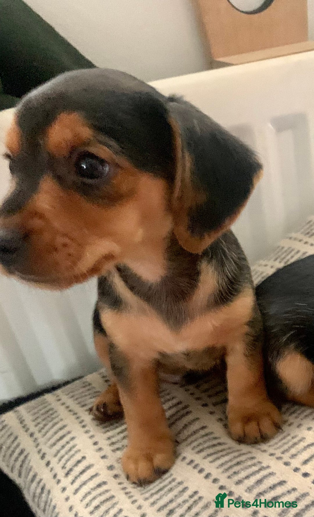 Mixed Breed dogs for sale: Miniature Dacshund/Miniature Yorkie ❤️❤️❤️ - Image 2