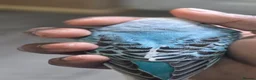 Budgerigars birds for sale: Baby buddies for sale - Advert 18