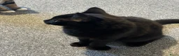 Mixed Breed cats for sale: 12 week old female black kitten  - Advert 4