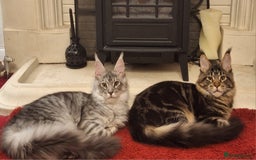 Maine Coon cats for sale: Lintons Pride Maine Coon Kittens. Ready Now - Image 16