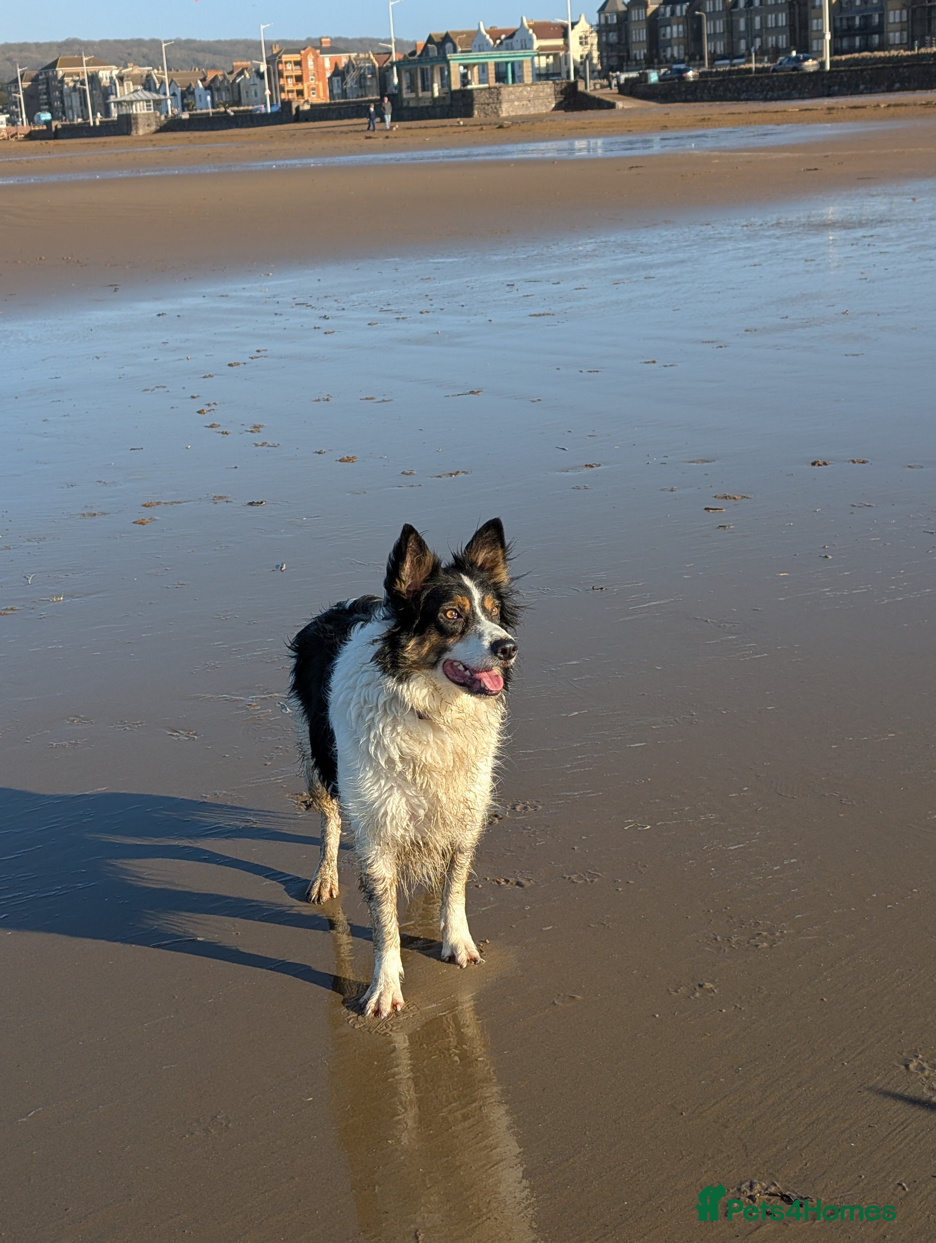 Border Collie dogs Experienced forever home only  - Advert 1