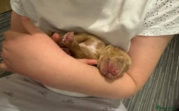 Cockapoo dogs for sale: F2 cockapoo puppies 4 boys 2 girls  - Advert 6