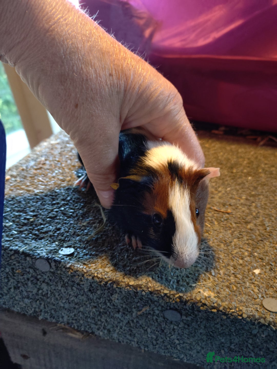 Guinea Pig rodents for sale: Baby males and females guinea pigs  - Image 10