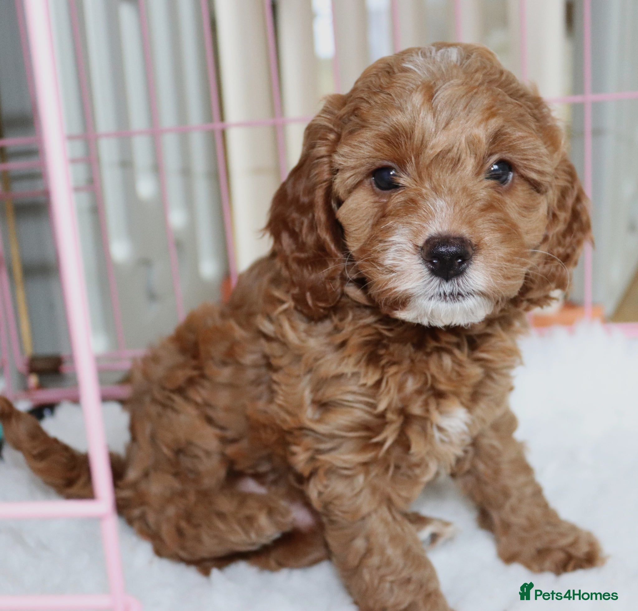 Cavapoo dogs Quality, Red, Low-Shedding Toy Cavapoo Puppies - Advert 2