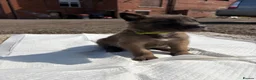 Belgian Shepherd Dog dogs for sale: Mali puppies  in Bishop Auckland - Advert 25