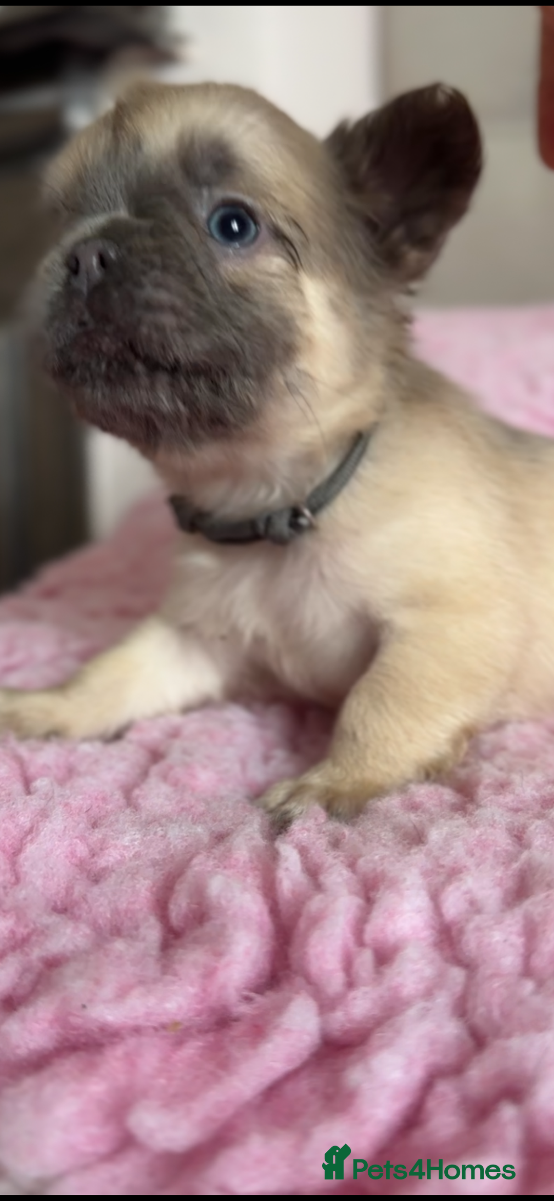 French Bulldog dogs for sale: French bulldog, Floodles, Furnishings  - Image 6