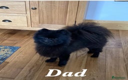 Pomeranian dogs for sale: Champion Russian Bloodlines Boy Pomeranian  - Image 6