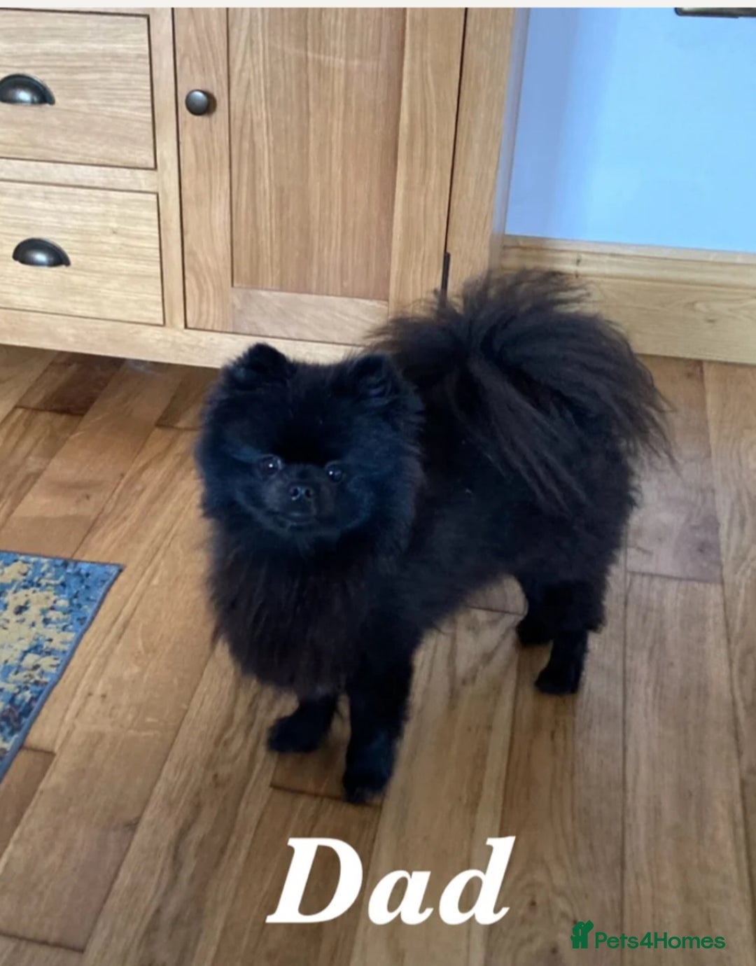 Pomeranian dogs for sale: Champion Russian Bloodlines Boy Pomeranian  - Image 6