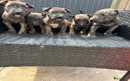 Mixed Breed dogs for sale: Mixed breed pups available  - Image 2