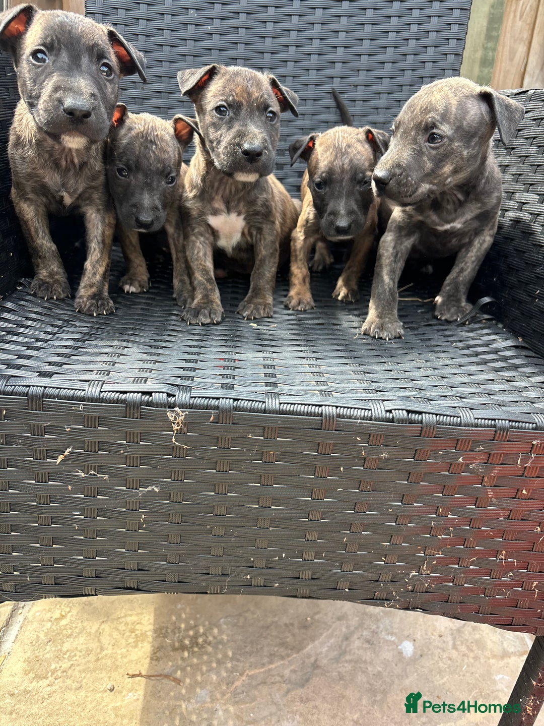 Mixed Breed dogs for sale: Mixed breed pups available  - Image 2