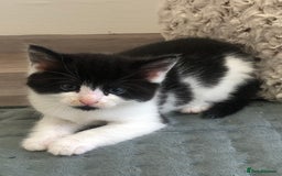 Mixed Breed cats for sale: Kittens - 2 boys 1 girl - ready to leave! - Image 8