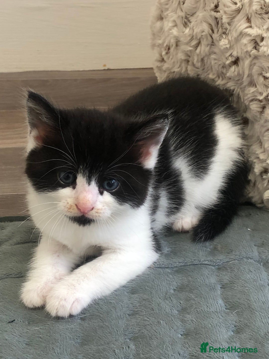 Mixed Breed cats for sale: Kittens - 2 boys 1 girl - ready to leave! - Image 8