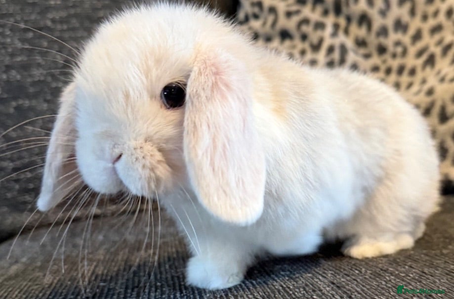 Mini Lop rabbits Mini lop baby rabbits  - Advert 17
