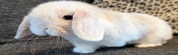 Mini Lop rabbits for sale: Mini lop baby rabbits  - Advert 1