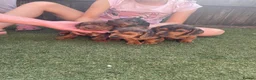 Dachshund dogs for sale: Dachshund miniature in Worksop - Advert 8