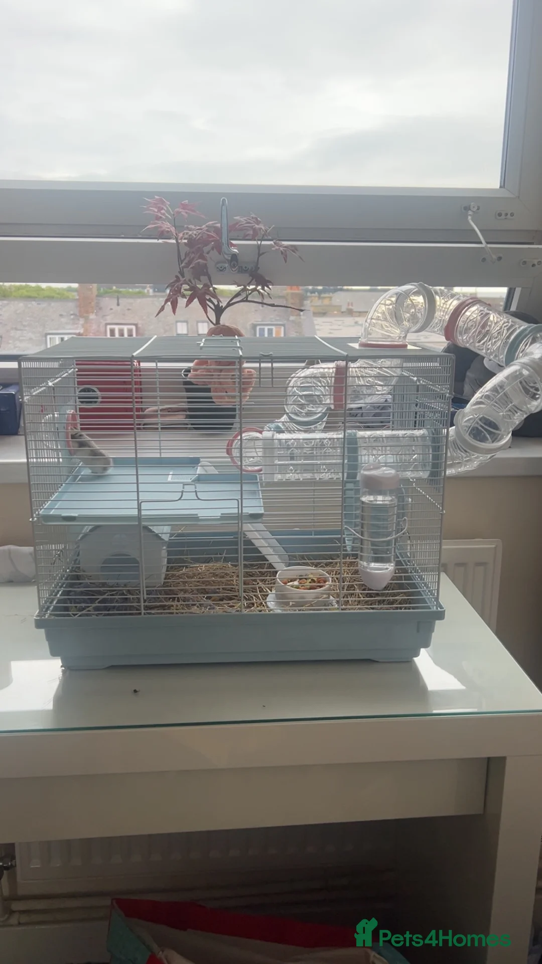 Hamster rodents for sale: male dwarf hamster with cage and accessories  in North Shields - Advert 1