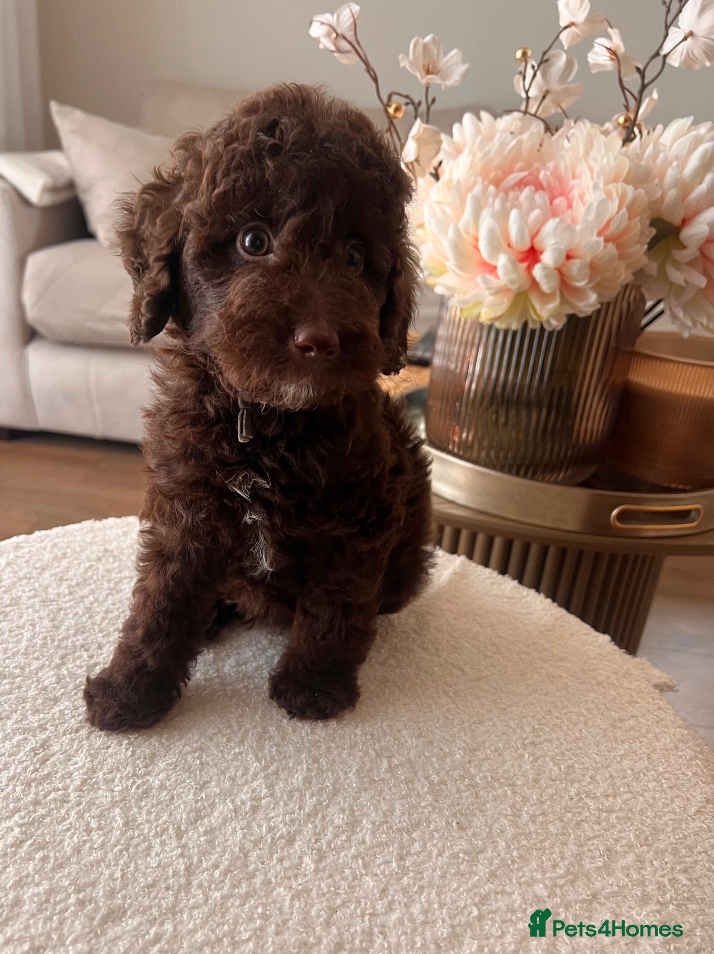 Miniature Poodle dogs ‼️READY NOW‼️ CHOCOLATE MINIATURE POODLE  - Advert 1