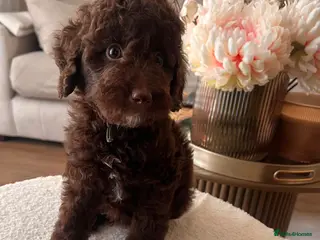 Miniature Poodle dogs ‼️READY NOW‼️ CHOCOLATE MINIATURE POODLE - Advert 3
