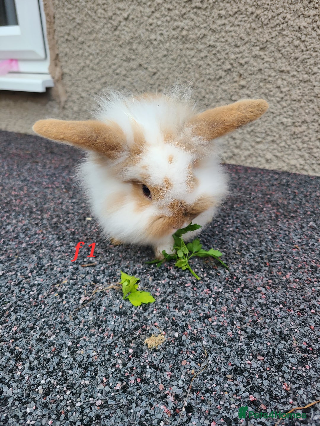 Mini Lion Lop rabbits for sale: Baby rabbits ready now males left - Advert 9