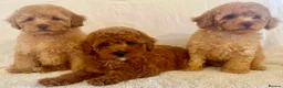 Toy Poodle dogs for sale: Toy poodle puppies  in Wakefield - Advert 3