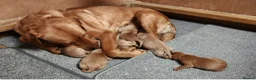 Labrador Retriever dogs for sale: ⭐⭐7 Beautiful Fox Red Labrador Pups Ready Soon!⭐⭐️ - Advert 4
