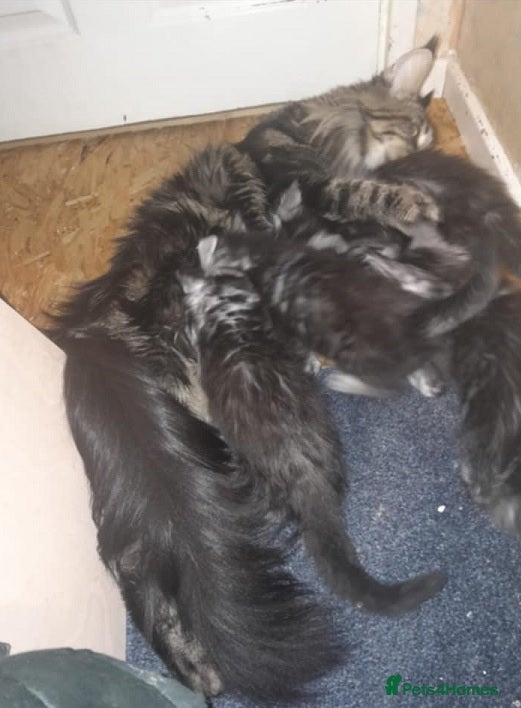 Maine Coon cats black silver ticked TICA Maine Coon boy - Advert 2