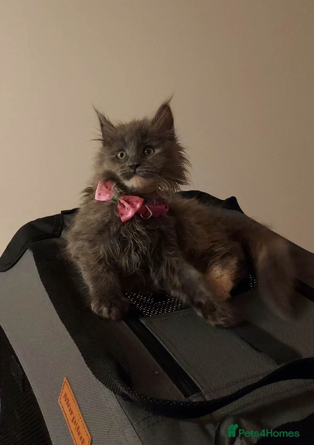 Maine Coon cats for sale: RARE COLOURS!!! MAINE COON KITTENS/DNA/GCCF  - Advert 4