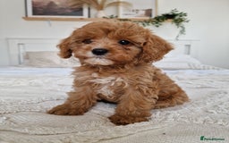 Cavapoo dogs for sale: Amazing Cavapoo - Image 7