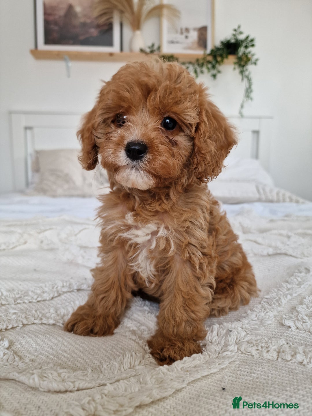 Cavapoo dogs for sale: Amazing Cavapoo - Image 7