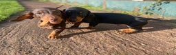 Dachshund dogs for sale: Miniature Dachshund Puppies ⭐️one male left  ⭐️ - Advert 1